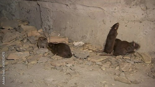 Some gray wild rats in a basement.