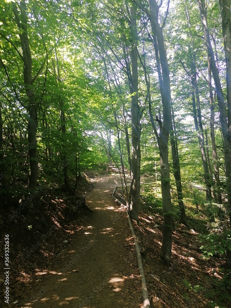 Obraz premium path in the woods