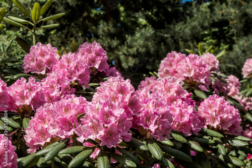 Catawba Rhododendron Cultivar  Rhododendron catawbiense  in park