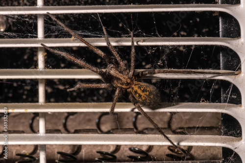 Giant House Spider (Eratigena atrica) photo