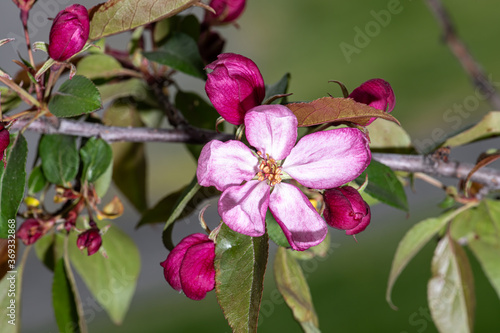 Flowers of Crabapple (Malus 'Pink Spires')