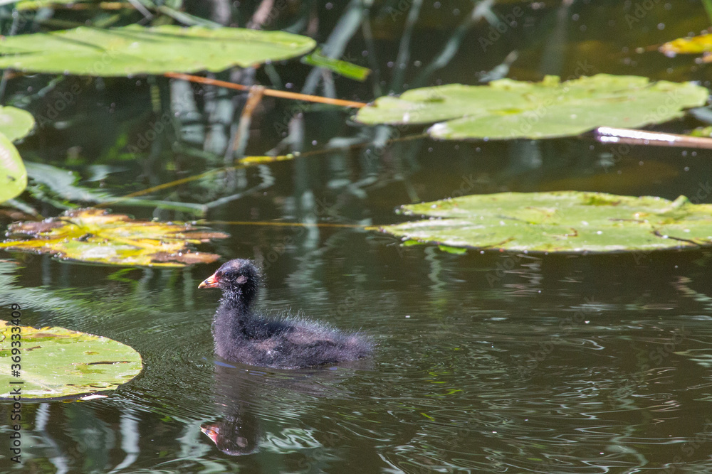 Moorhen youngster with beautiful red and yellow neb calling for his father in a small water in Vlist, Netherlands Moorhen youngster with beautiful red and yellow neb calling for his father in a small water in Vlist, Netherlands