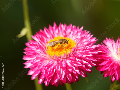 (Halictus scabiosae) Gelbbindige Furchenbiene Schmale Biene mit Bandmusterung auf ihres Hinterleibs, nahrungssuche Pollen und Nektar auf einer Helichrysum bracteatum  photo