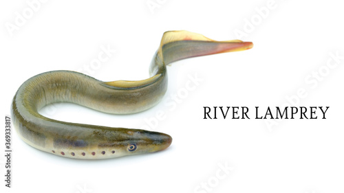 Obraz na plátne lamprey river, isolated white background, freshwater fish species of predator fa