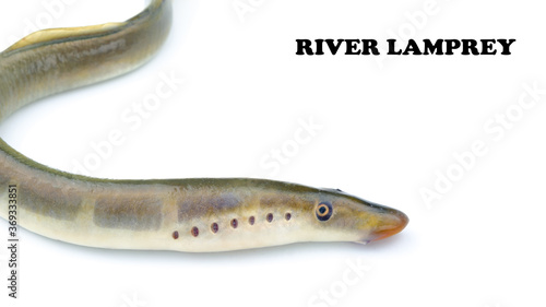 lamprey river, isolated white background, freshwater fish species of predator family of jawless minarovich, copyspace, photo books and postcards photo