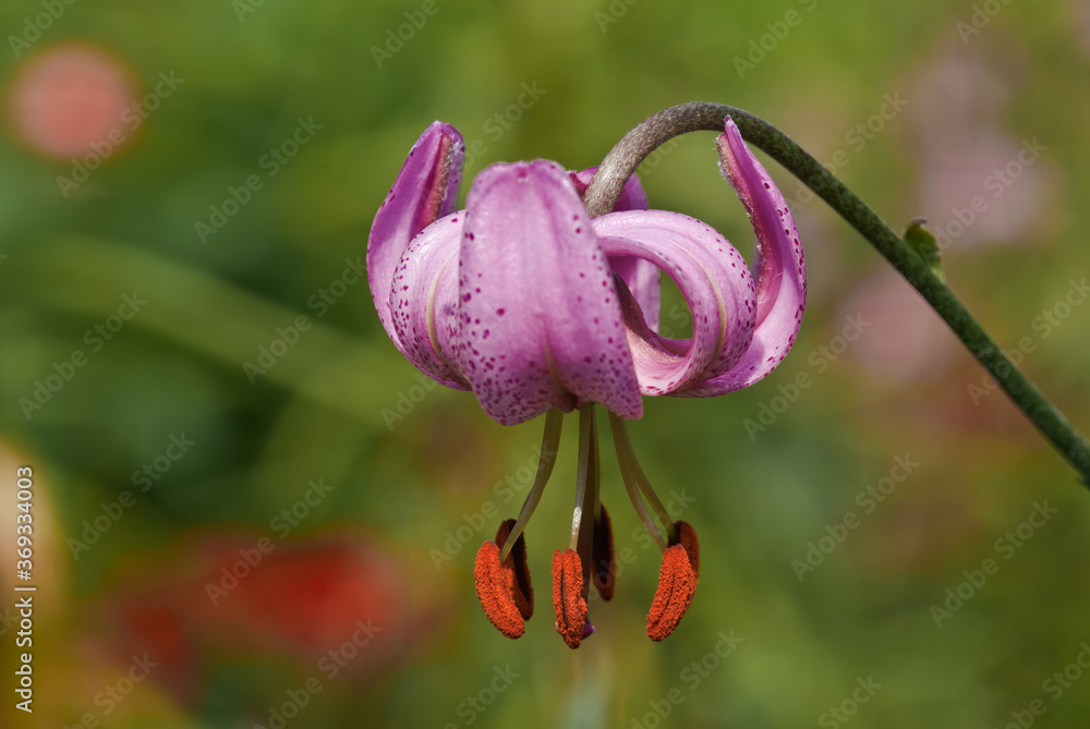 Fototapeta premium Turks Cap Lily (Lilium martagon) in garden