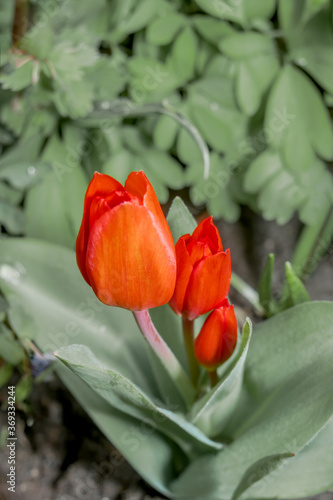 Unicum Tulip (Tulipa praestans) in garden