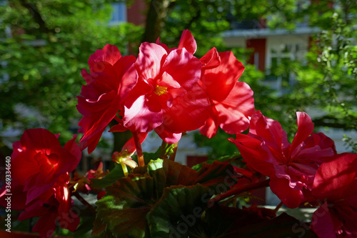 rote Hängebegonie auf einem Balkon photo