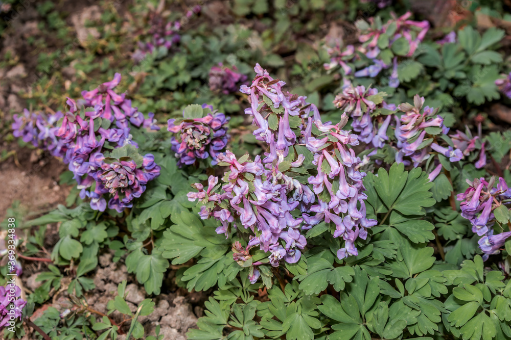 Solid-tubered Corydalis (Corydalis solida) in forest, Central Russia