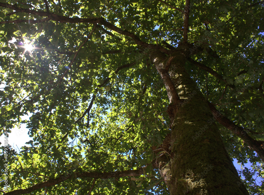 Fototapeta premium grands chênes vert ,en été , cime et tronc