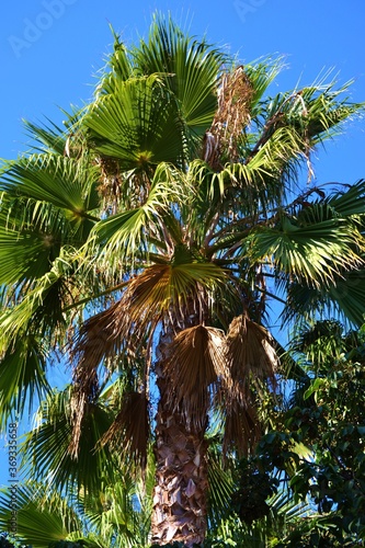 Large Coconut Palm Tree