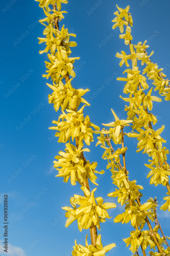 Korean Forsythia (Forsythia ovata) in garden Korean Forsythia (Forsythia ovata) in garden