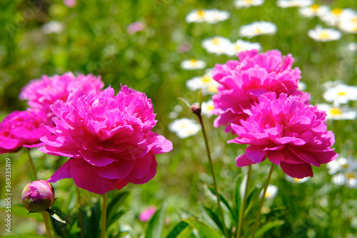 Pink peonies illuminated by the summer sun, close-up