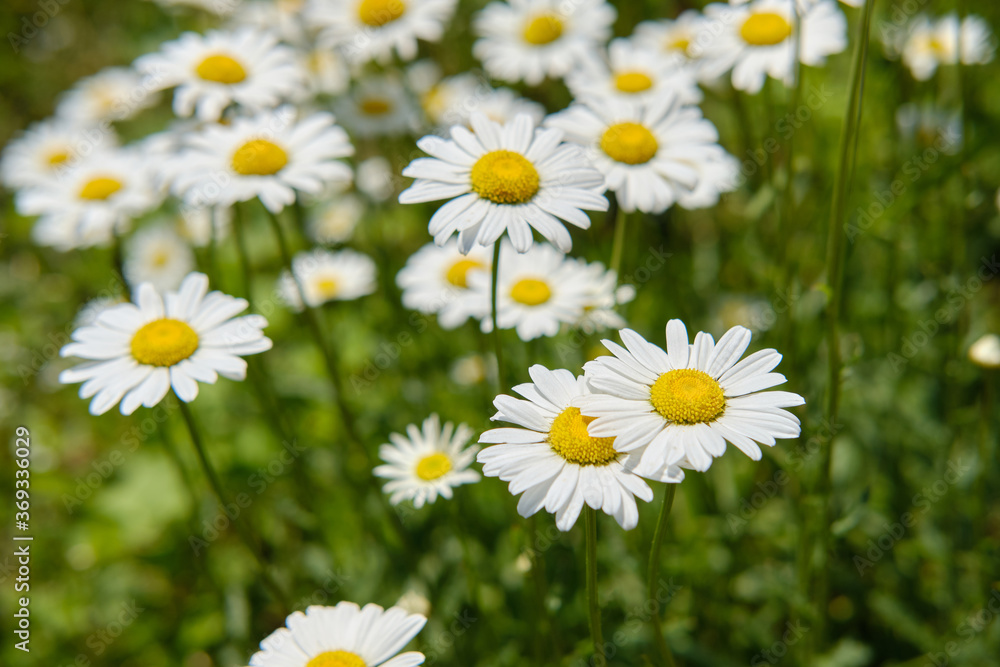 White daisies on a green meadow, close-up