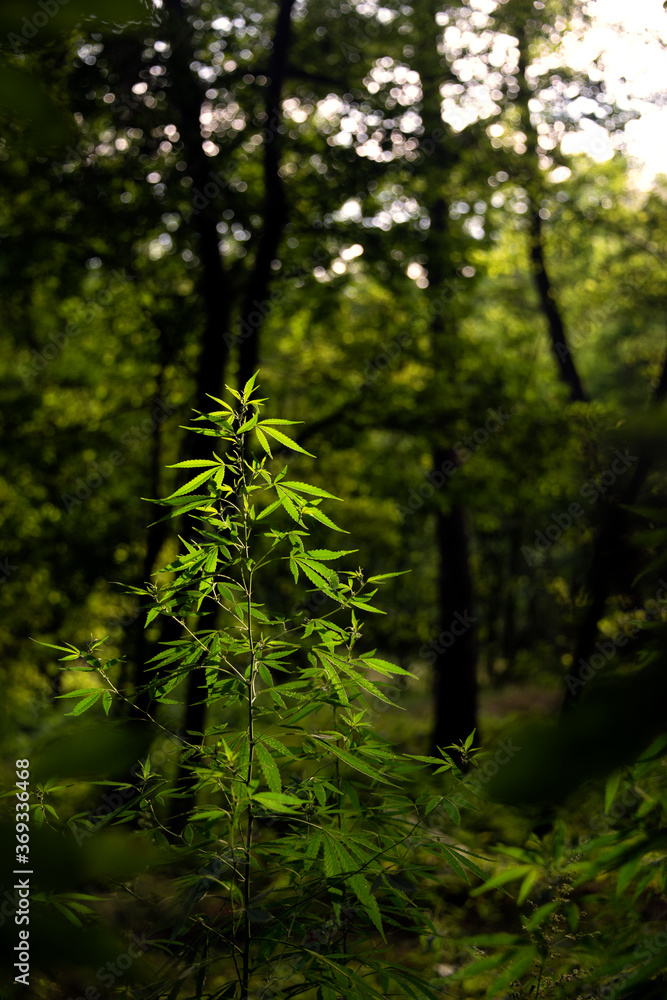 Fototapeta premium Flowering cannabis.The backlit,evening light hemp leaves.Light draws the texture of the sheet.Green leaves glow in the sun.The backlit, evening light hemp leaves.A green, large sheet of cannabis.