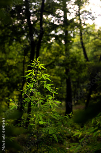 Flowering cannabis.The backlit,evening light hemp leaves.Light draws the texture of the sheet.Green leaves glow in the sun.The backlit, evening light hemp leaves.A green, large sheet of cannabis.