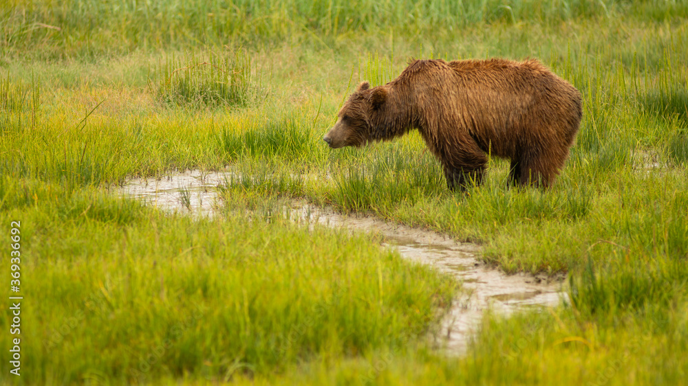 Large Female Grizzly Bear pauses while getting a drink from the creek Large Female Grizzly Bear pauses while getting a drink from the creek