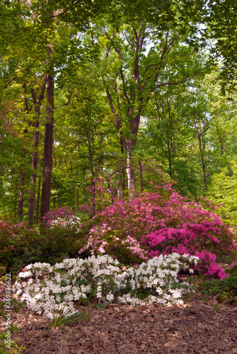 Fototapeta Naklejka Na Ścianę i Meble -  Rhododendron Hybrid Cultivar (Rhododendron hybridum) in arboretum, Washington DC, USA