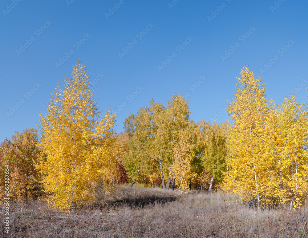 Fototapeta premium Golden fall. Silver Birch (Betula pendula) in deciduous forest in Central Russia