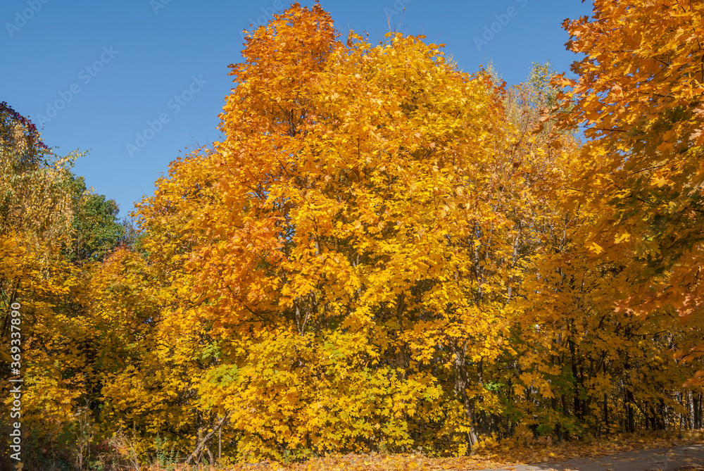 Golden fall. Norway Maple (Acer platanoides) in deciduous forest, Central Russia Golden fall. Norway Maple (Acer platanoides) in deciduous forest, Central Russia