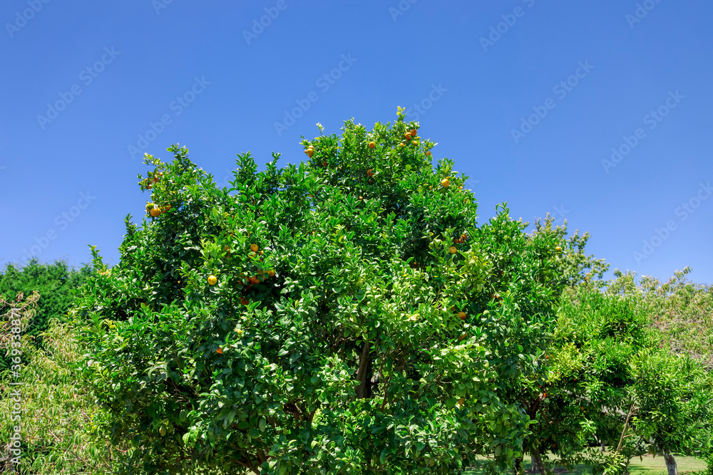 Orange tree orchard