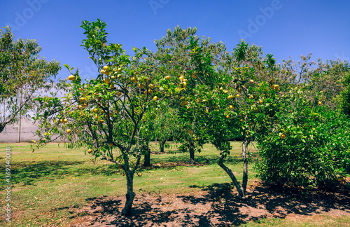 Lemon tree orchard