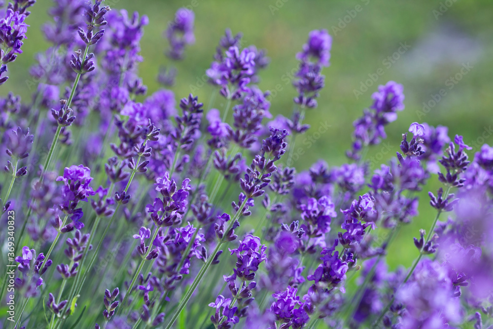 Summer lavender on green garden background. (front view) Summer lavender on green garden background. (front view)
