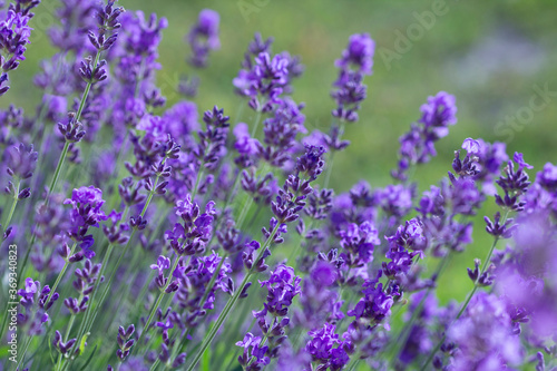 Summer lavender on green garden background.  front view 