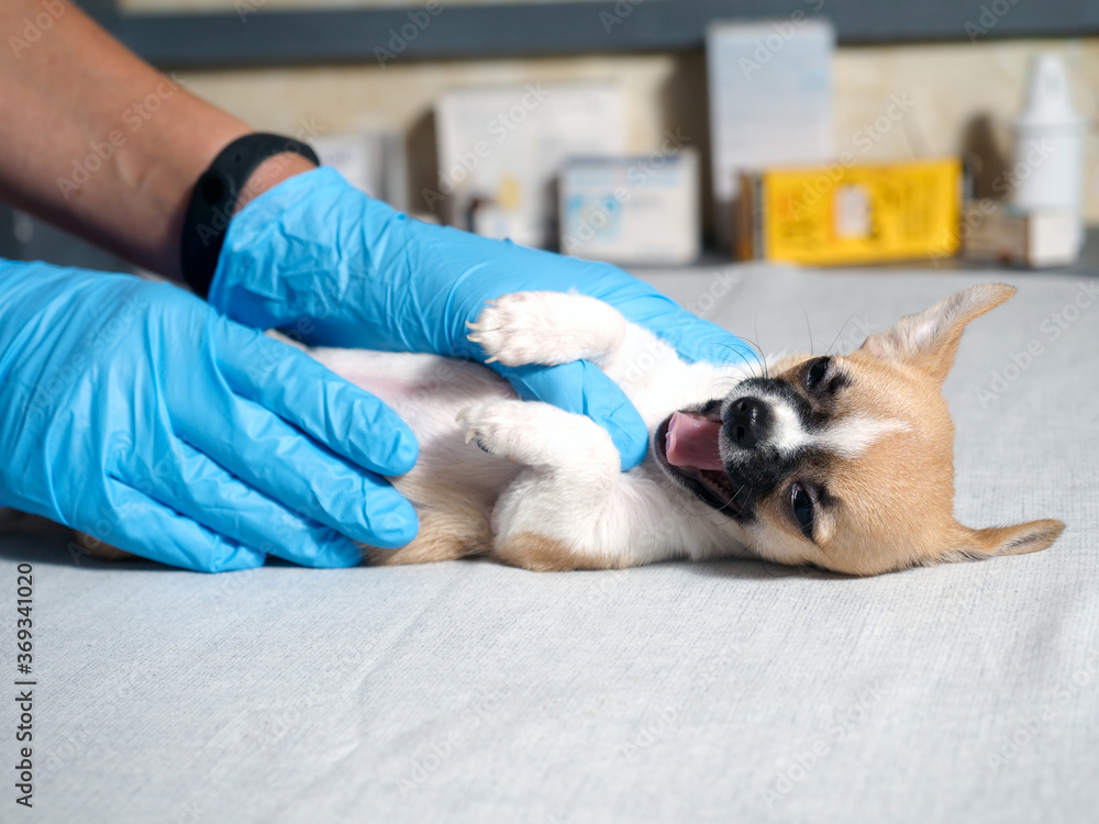 Examination of the dog by a veterinarian. Chihuahua puppy Examination of the dog by a veterinarian. Chihuahua puppy