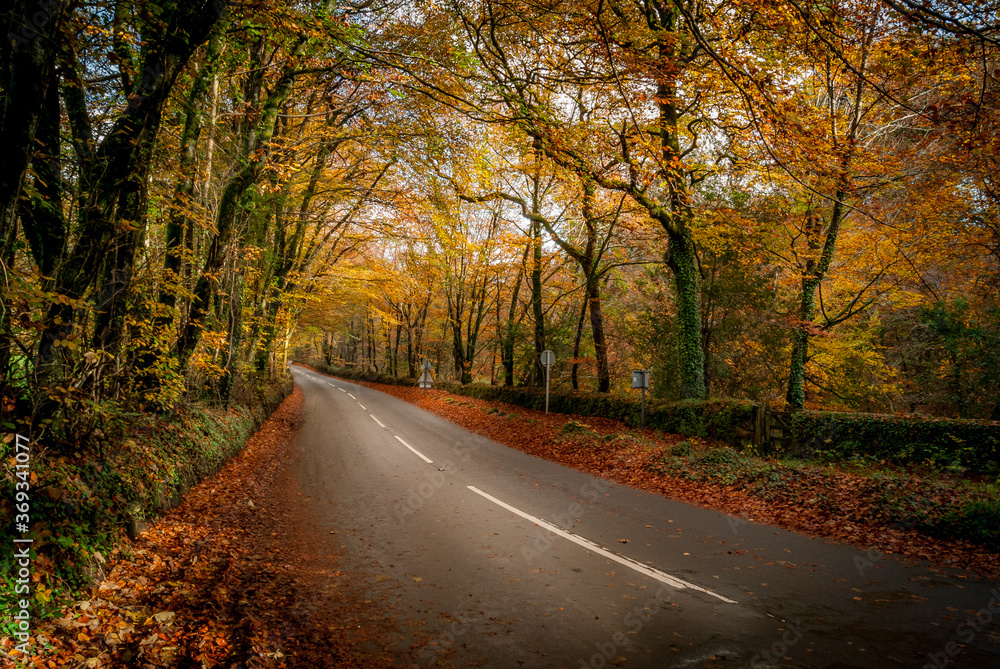A scenic road in Dartmoor National Park in England, in autumnal forest colours A scenic road in Dartmoor National Park in England, in autumnal forest colours