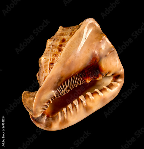 Sea shell isolated on a black background. Beautiful seashell