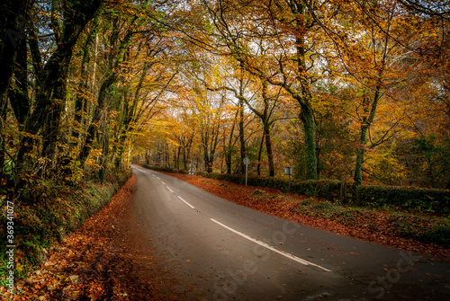 Wallpaper Mural A scenic road in Dartmoor National Park in England, in autumnal forest colours Torontodigital.ca