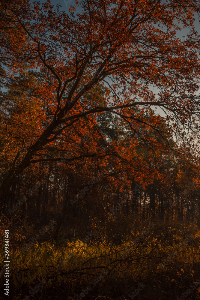 autumn in the forest autumn in the forest