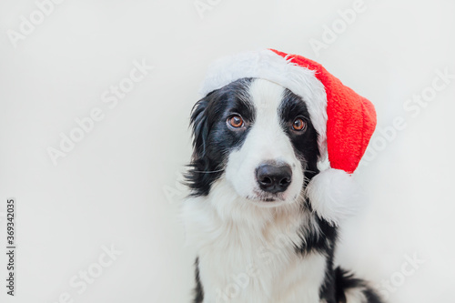 Funny studio portrait of cute smilling puppy dog border collie wearing Christmas costume red Santa Claus hat isolated on white background. Preparation for holiday Happy Merry Christmas 2021 concept © Юлия Завалишина