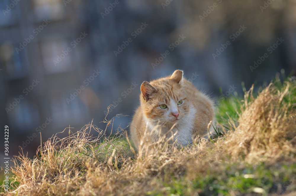 The cat is resting on the withered grass. Houses with windows in the background. Autumn, wind, sadness. The cat is resting on the withered grass. Houses with windows in the background. Autumn, wind, sadness.