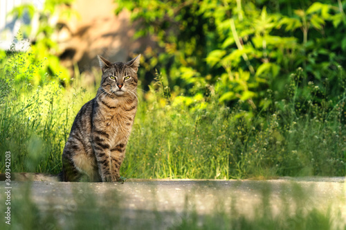 The cat sits on a background of tall grass and looks into the camera. Copy space © Tinka Mach