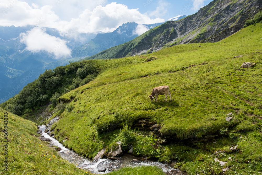 Some cows in Braunwald / Switzerland in front of the alps in Glarus with a small river