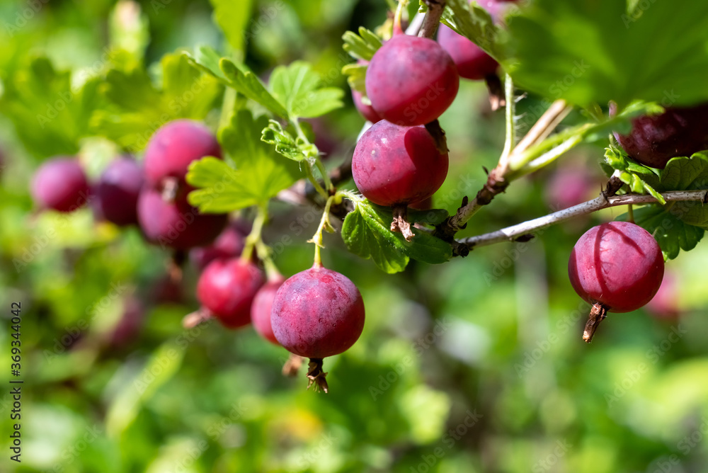 Fresh red gooseberry berries in the garden. Fresh red gooseberry berries in the garden.