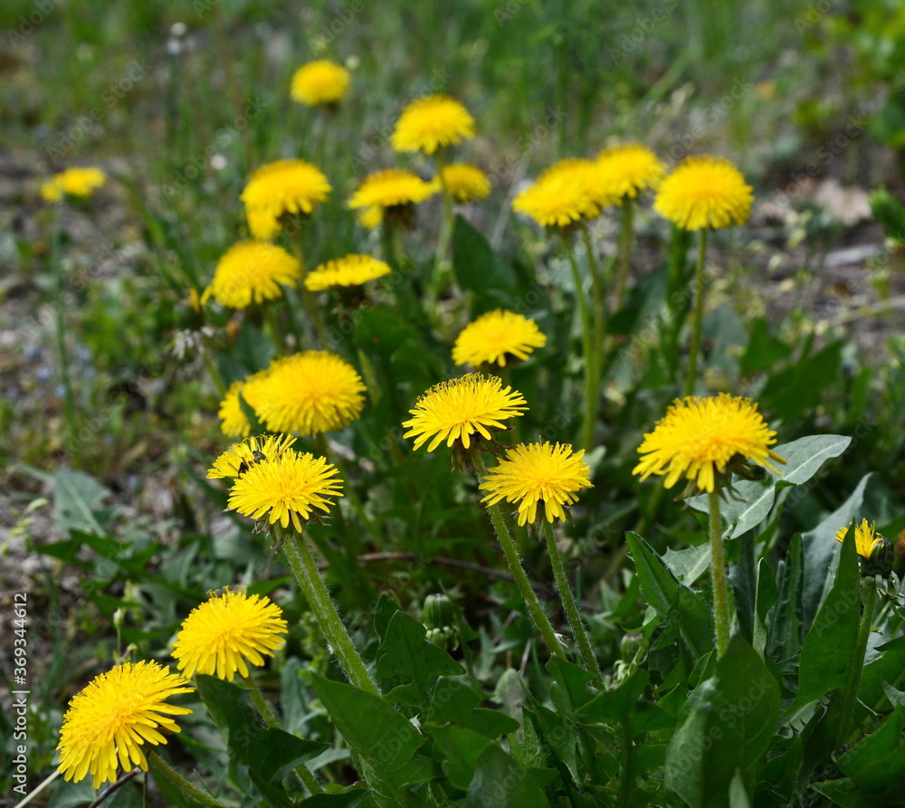 Yellow dandelion flowers (Taraxacum officinale). Dandelions field background on spring sunny day. Blooming dandelion. Yellow dandelion flowers (Taraxacum officinale). Dandelions field background on spring sunny day. Blooming dandelion.