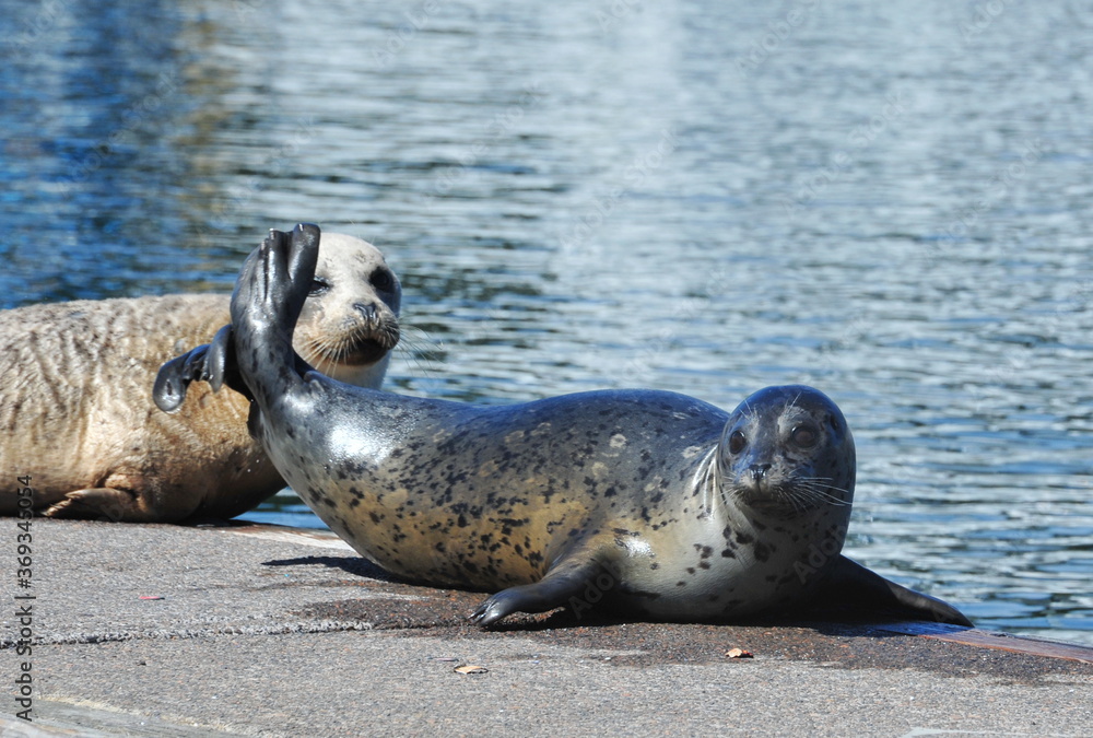Fototapeta premium Harbor Seals