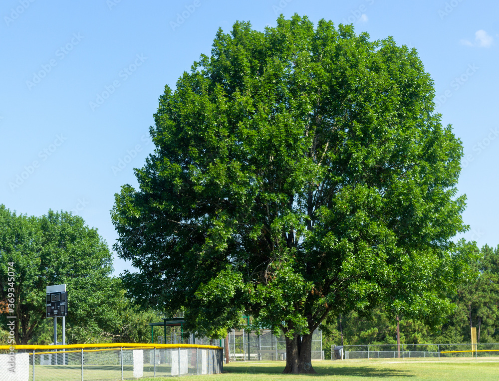 a lone oak tree next to a baseball field in Montgomery, TX. a lone oak tree next to a baseball field in Montgomery, TX.