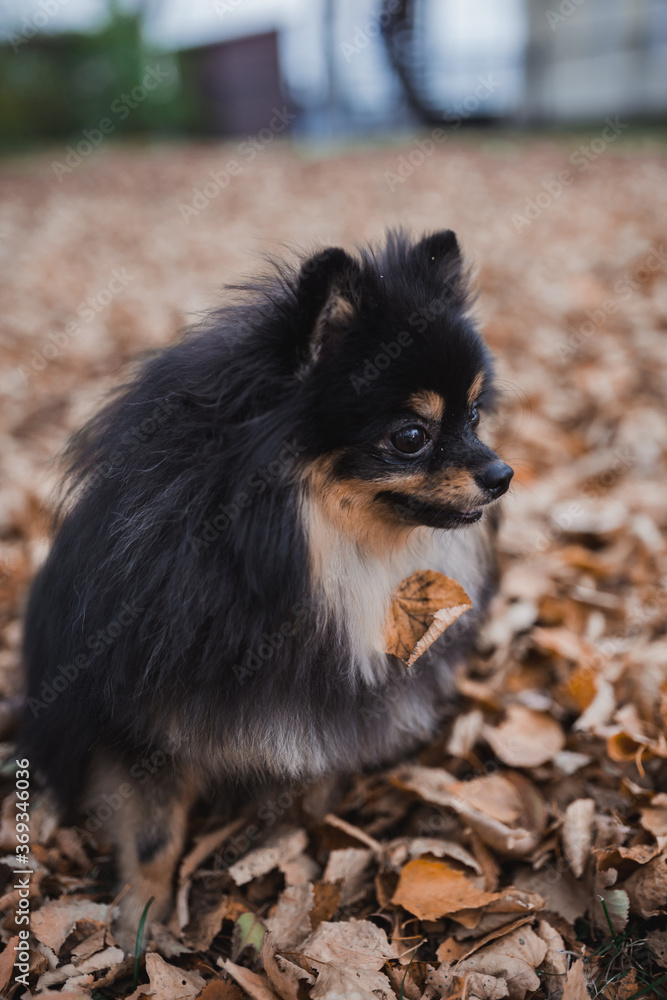 German Spitz in the grass