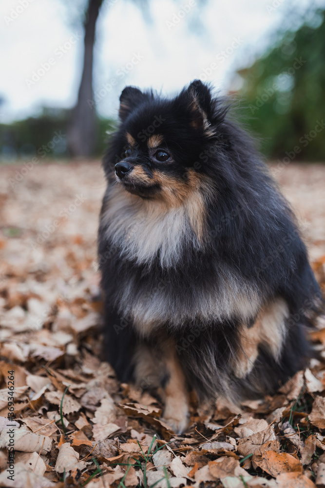 Obraz premium German Spitz in the grass