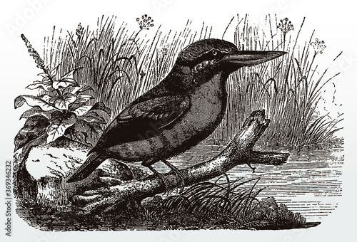 Laughing kookaburra, dacelo novaeguineae sitting on a branch near a water, after an antique illustration from the 19th century