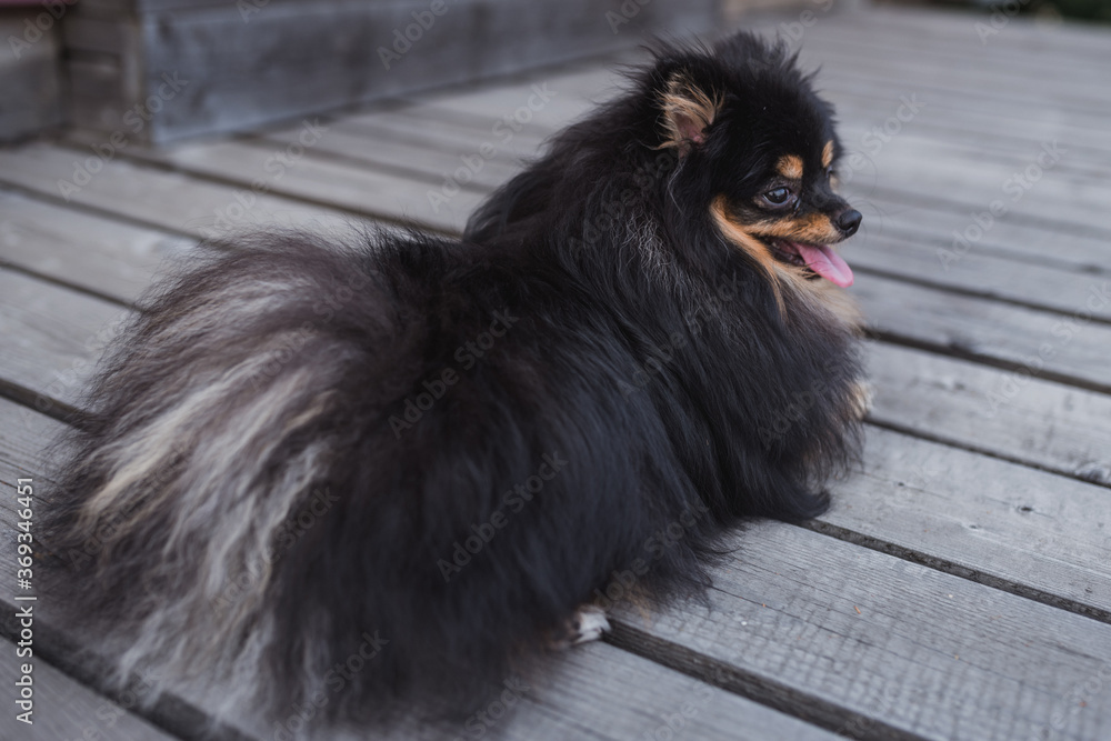 German Spitz in the grass