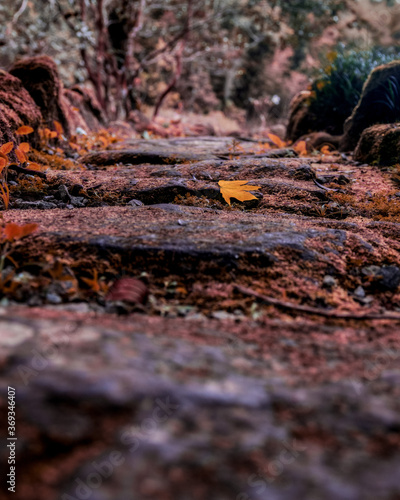 autumn leaves on the rock