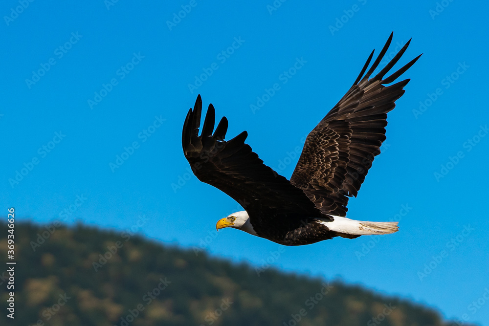 Naklejka premium Bald eagle soaring in-flight, eagles flying.