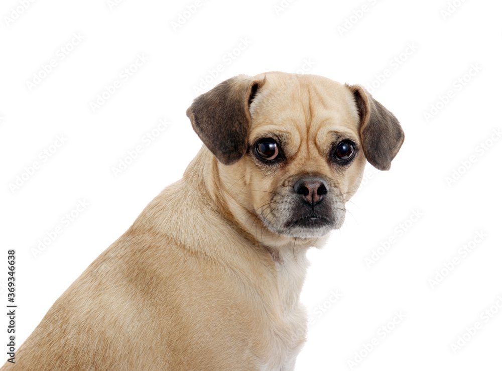 Small dog beige color isolated on white.Studio