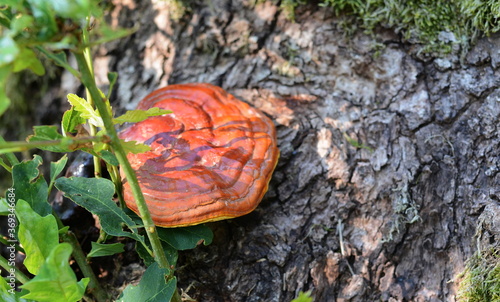 Ganoderma lucidum. lingzhi mushroom or reishi mushroom growing on trees, Herb plant for alternative medicine.