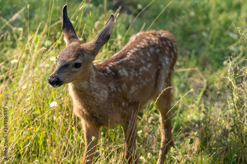 Fototapeta Naklejka Na Ścianę i Meble -  White-tailed deer fawn, baby animal.